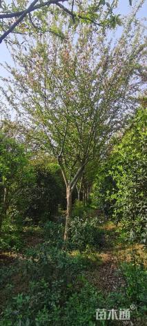 高度220厘米小叶含笑