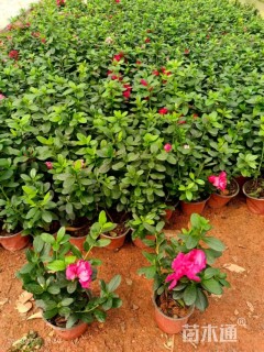 高度20厘米西洋杜鹃小苗