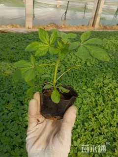 高度20厘米醉蝶花