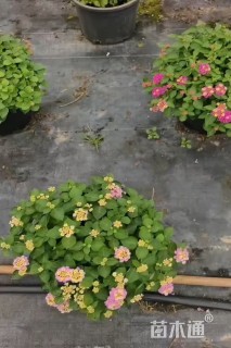 冠幅50厘米五色梅