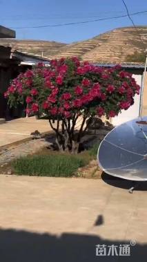 高度250厘米牡丹