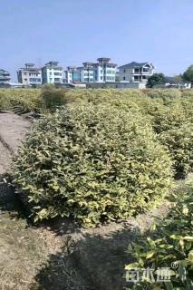 高度150厘米金边胡颓子球