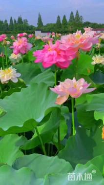 荷花种子