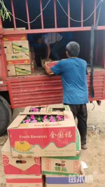 高度20厘米地被菊