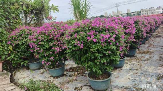 高度100厘米紫花三角梅