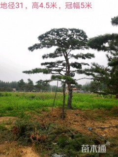 高度100厘米油松