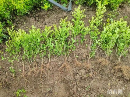 高度40厘米金叶女贞