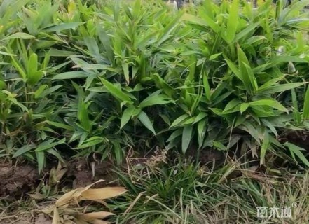 地栽苗箬竹