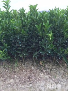 高度8090厘米沃柑小苗