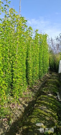 200厘米藤本月季