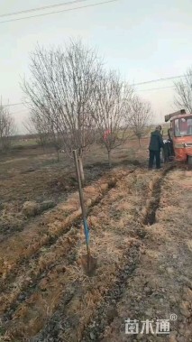 10公分红宝石海棠