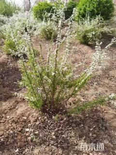 高度80厘米珍珠绣线菊