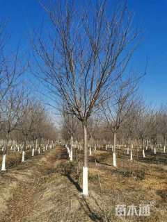 17公分染井吉野樱