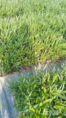 高度40厘米翠芦莉