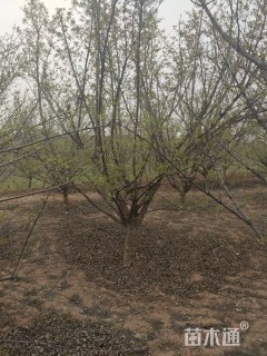 高度450厘米山茱萸