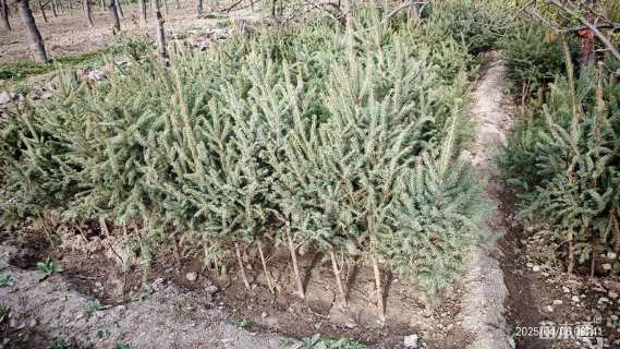 高度120厘米云杉