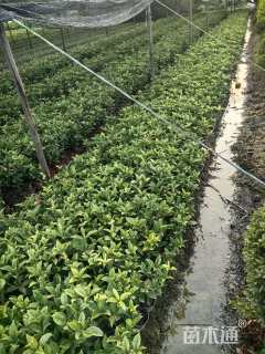 高度30厘米珍珠彩叶桂