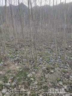 2公分毛叶山桐子