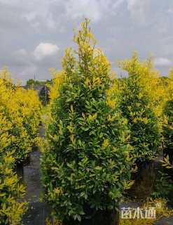 高度60厘米黄金枸骨
