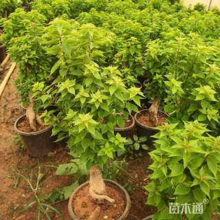 高度40厘米三角梅