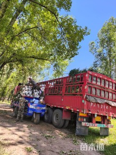 高度80厘米青海云杉