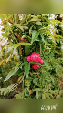 高度220厘米木香