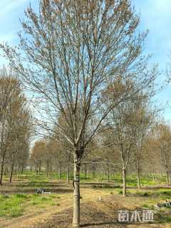 26公分美国红枫