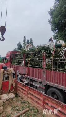 18公分垂丝海棠