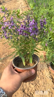 高度28厘米香彩雀