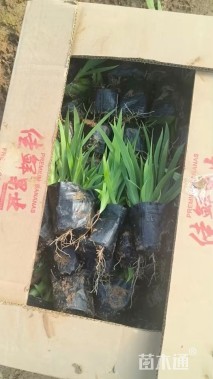 高度20厘米鸢尾