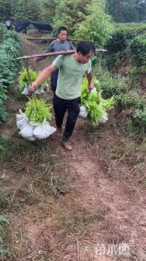 高度30厘米亮金女贞