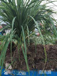 高度50厘米马莲