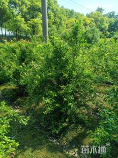 高度150厘米丛生花石榴