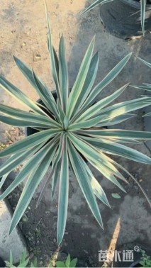 高度80厘米丝兰