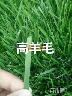 草块状百慕大草