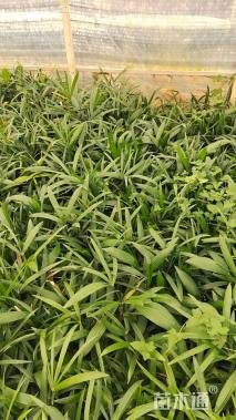 裸干高2厘米棕竹