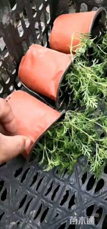 高度20厘米美女樱