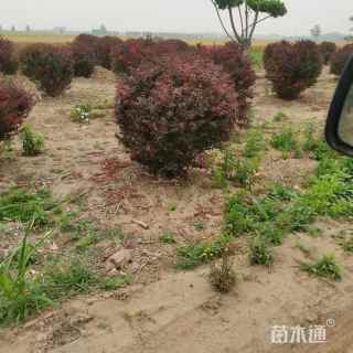 高度100厘米红叶小檗球