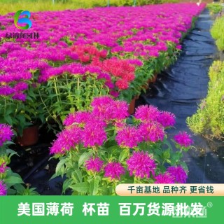 高度30厘米美国薄荷