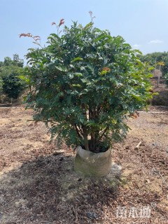 高度100厘米红绒球