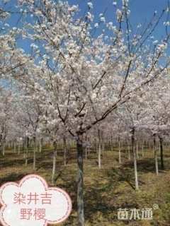 10公分染井吉野樱