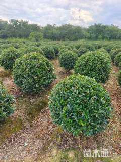 冠幅120厘米茶梅球