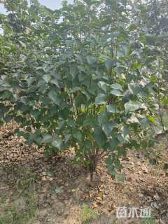 高度180厘米丛生紫丁香