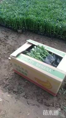 高度18厘米八宝景天