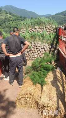 高度110厘米油松