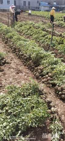 高度40厘米金边黄杨