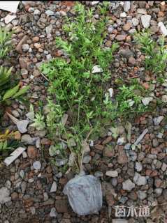 高度20厘米云南黄馨