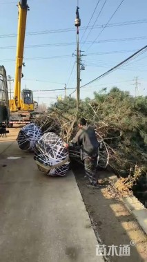 高度500厘米白皮松