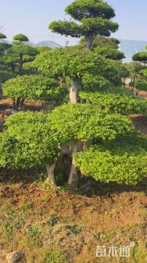 15公分对节白蜡