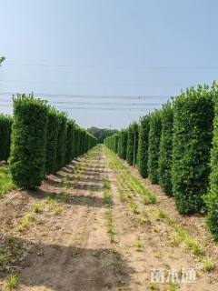 高度250厘米大叶黄杨柱